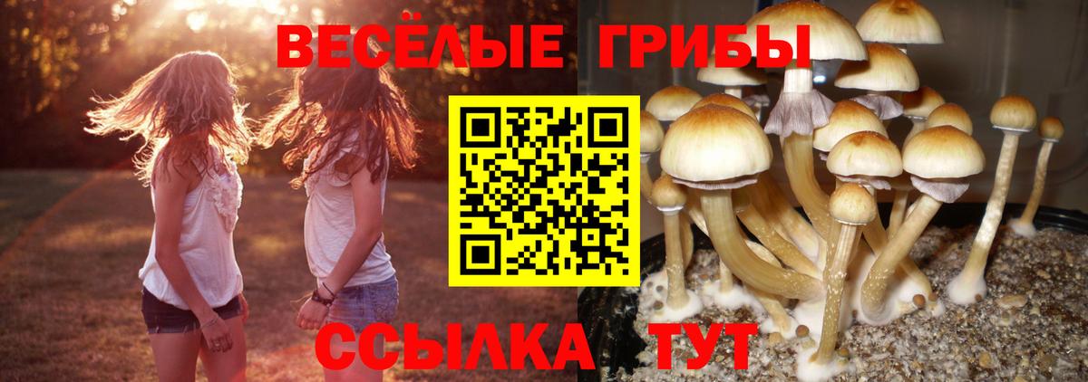 Псилоцибиновые грибы Cubensis  Вход с VPN  даркнет сайт  Кудрово 